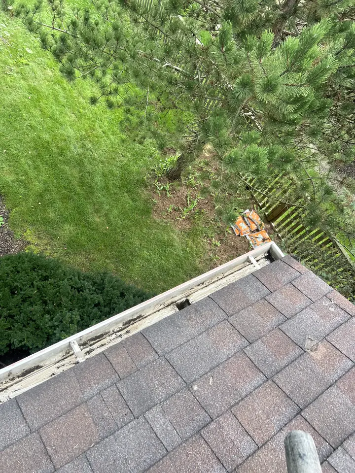 Cleared gutter at the back corner of a Libertyville home, with a pine tree reaching over the roofline